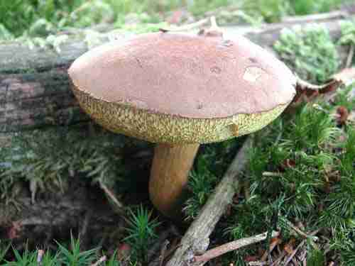  Image name: 96 Porcino.jpg 
 width: 500 pixel 
 height: 375 pixel 
 Size: 15620 bytes 
 Click to enlarge 